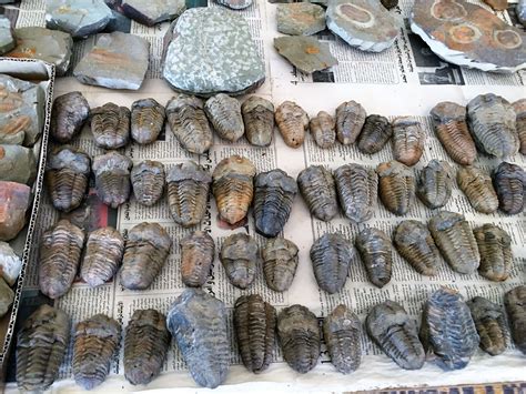 where to buy fossils in morocco